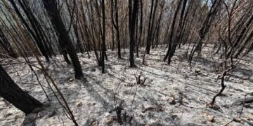 Sembró un bosque para sus hijos; un incendio intencional consumió 25 años de cuidado en Bahoruco
