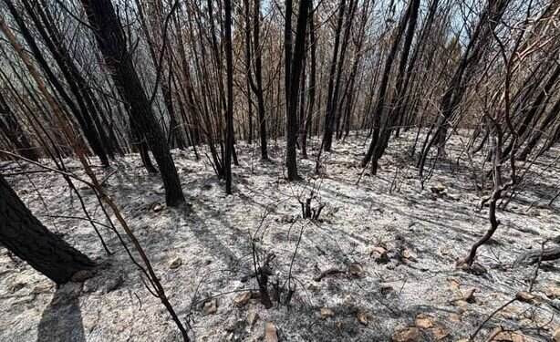 Sembró un bosque para sus hijos; un incendio intencional consumió 25 años de cuidado en Bahoruco