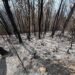 Sembró un bosque para sus hijos; un incendio intencional consumió 25 años de cuidado en Bahoruco