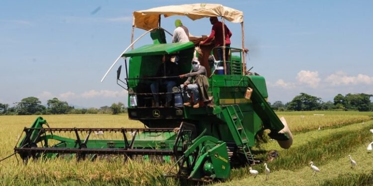 Comerciantes e industriales instan al Gobierno elaborar plan de respuesta sobre el arroz
