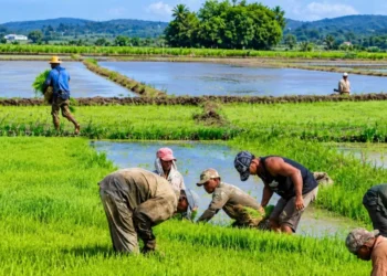 Cuando el arroz importado desplazó al productor haitiano: la historia que mira República Dominicana
