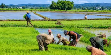 Cuando el arroz importado desplazó al productor haitiano: la historia que mira República Dominicana