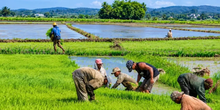 Cuando el arroz importado desplazó al productor haitiano: la historia que mira República Dominicana