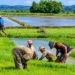 Cuando el arroz importado desplazó al productor haitiano: la historia que mira República Dominicana