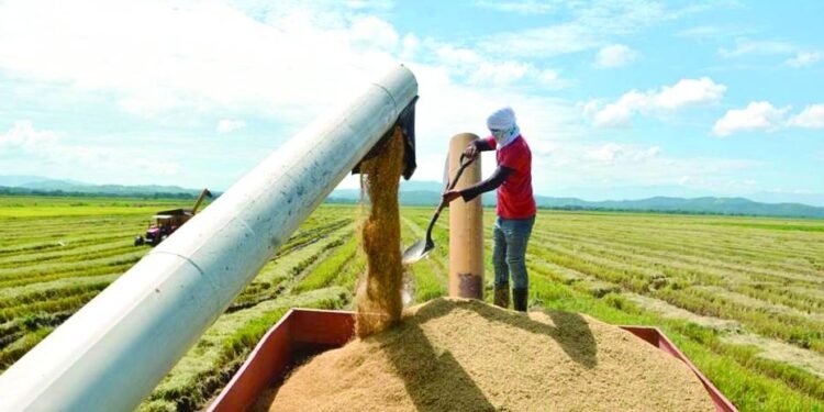 Economista sugiere transparentar importaciones de arroz y elevar la productividad