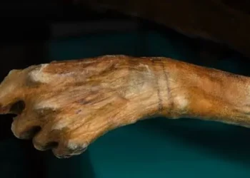 Momias congeladas y rutas vikingas: los secretos que está revelando el derretimiento de los hielos