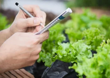 Científicos crean una lechuga capaz de producir proteínas de la carne: el experimento que podría transformar la industria alimentaria
