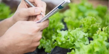 Científicos crean una lechuga capaz de producir proteínas de la carne: el experimento que podría transformar la industria alimentaria