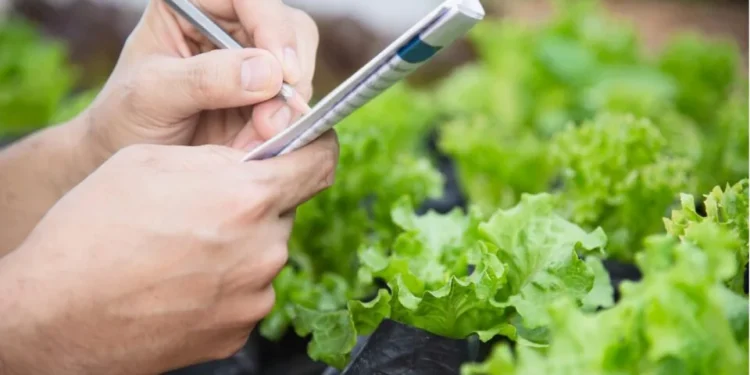 Científicos crean una lechuga capaz de producir proteínas de la carne: el experimento que podría transformar la industria alimentaria