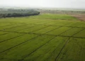 Costo de producción del arroz aumentó 52.7 % en 4 años en este país