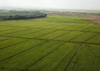 Costo de producción del arroz aumentó 52.7 % en 4 años en este país