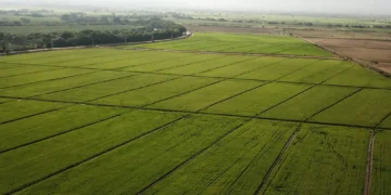 Costo de producción del arroz aumentó 52.7 % en 4 años en este país