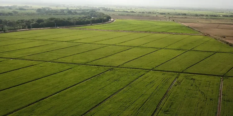 Costo de producción del arroz aumentó 52.7 % en 4 años en este país