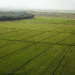 Costo de producción del arroz aumentó 52.7 % en 4 años en este país