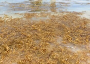 Impulsan modelo de biorrefinería para transformar sargazo y residuos agrícolas en productos de valor