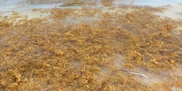 Impulsan modelo de biorrefinería para transformar sargazo y residuos agrícolas en productos de valor