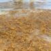 Impulsan modelo de biorrefinería para transformar sargazo y residuos agrícolas en productos de valor
