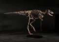 Un esqueleto de Nanotyrannus se vende por 47,3 millones en una subasta en Nueva York