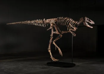 Un esqueleto de Nanotyrannus se vende por 47,3 millones en una subasta en Nueva York
