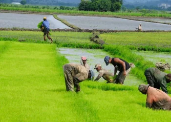 ¿Cómo proteger el arroz dominicano?