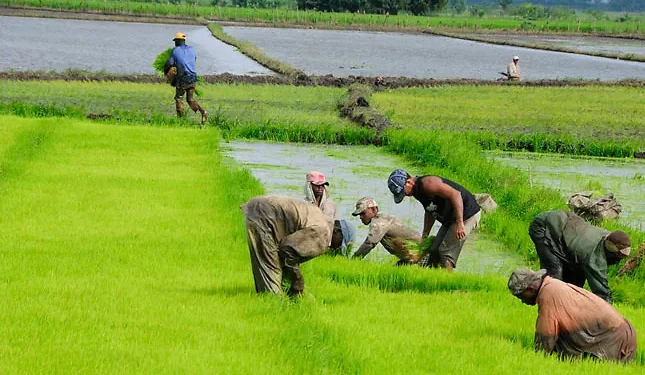 ¿Cómo proteger el arroz dominicano?