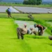 ¿Cómo proteger el arroz dominicano?