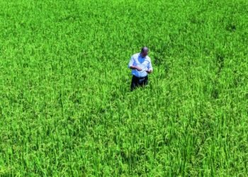 Poder Ejecutivo elimina protección al arroz tras planteamiento de Estados Unidos