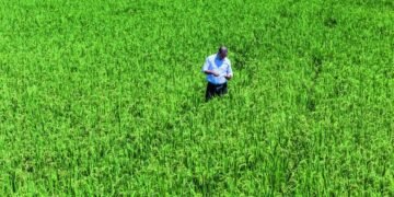 Poder Ejecutivo elimina protección al arroz tras planteamiento de Estados Unidos