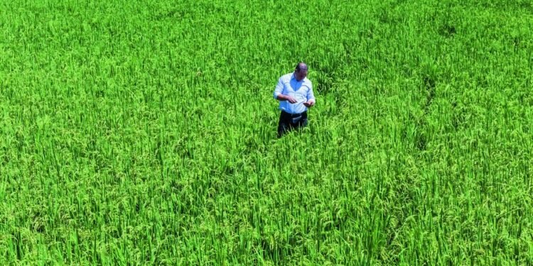 Poder Ejecutivo elimina protección al arroz tras planteamiento de Estados Unidos