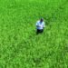 Poder Ejecutivo elimina protección al arroz tras planteamiento de Estados Unidos